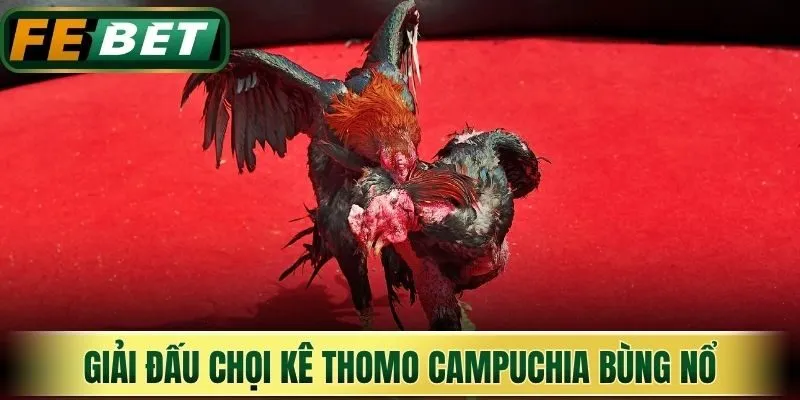 Giải đấu chọi kê Thomo Campuchia bùng nổ