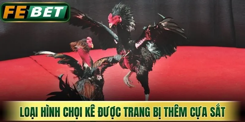 Loại hình chọi kê được trang bị thêm cựa sắt