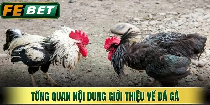 Tổng quan nội dung giới thiệu về đá gà